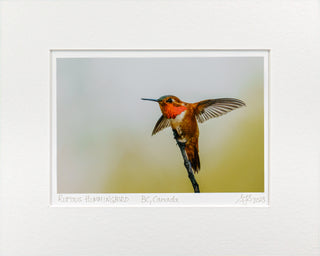"Rufous Hummingbird Taking Flight" Fine Art Giclée Print