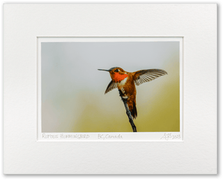 "Rufous Hummingbird Taking Flight" Fine Art Giclée Print