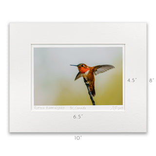 "Rufous Hummingbird Taking Flight" Fine Art Giclée Print