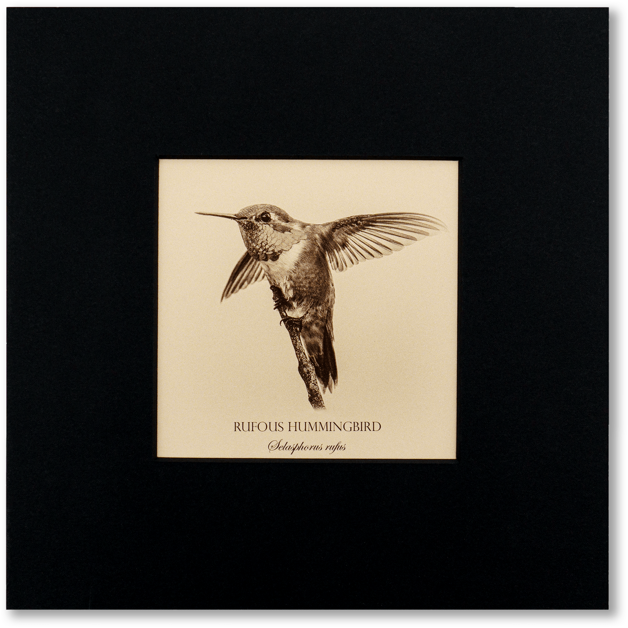 "Rufous Hummingbird" Fine Art Giclée Print