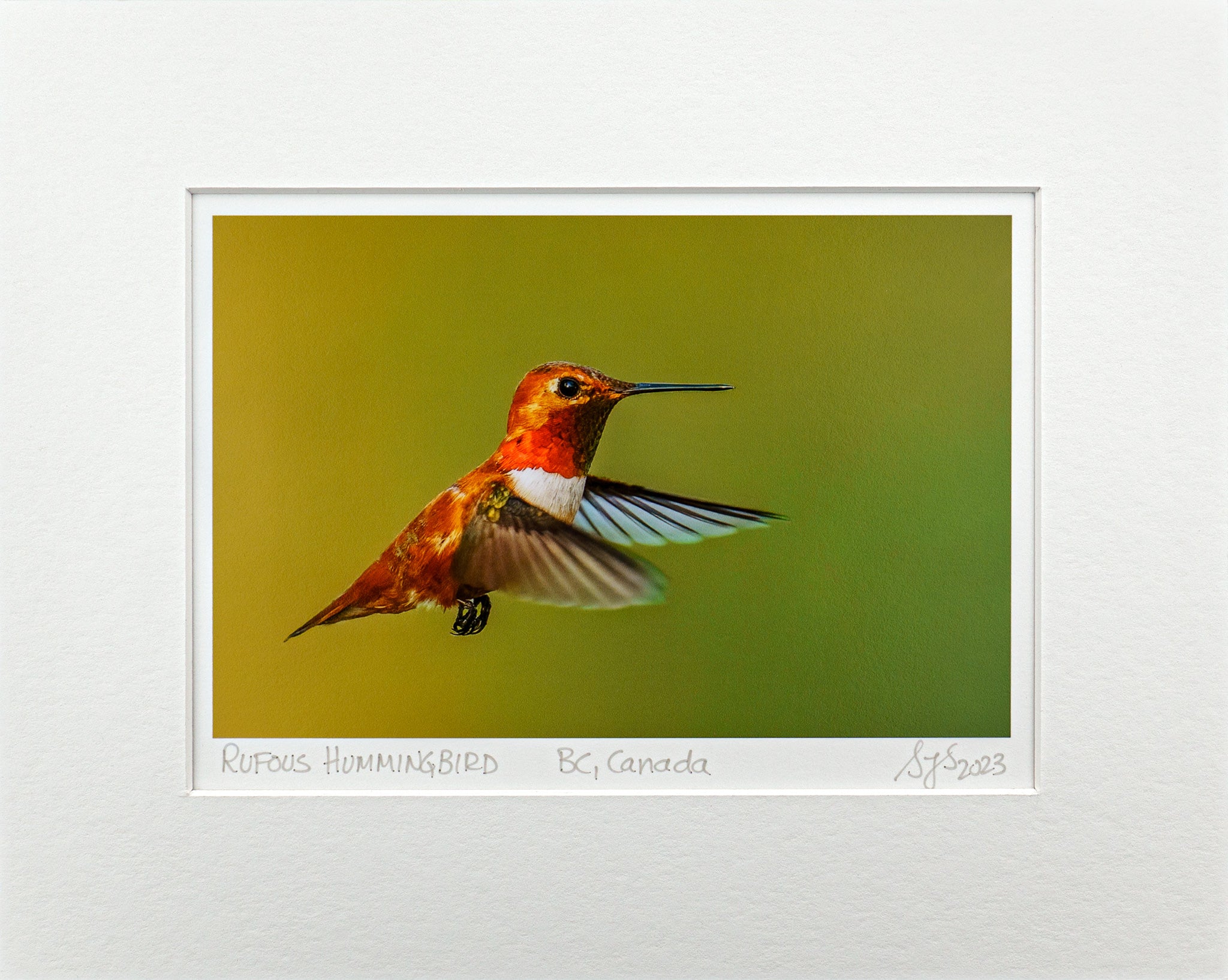 "Rufous Hummingbird in Flight II" Fine Art Giclée Print