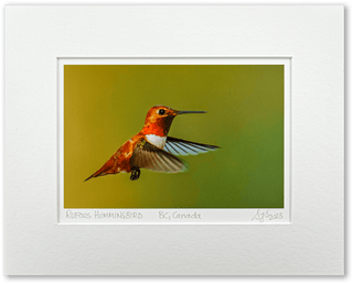 "Rufous Hummingbird in Flight II" Fine Art Giclée Print