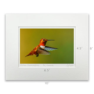 "Rufous Hummingbird in Flight II" Fine Art Giclée Print