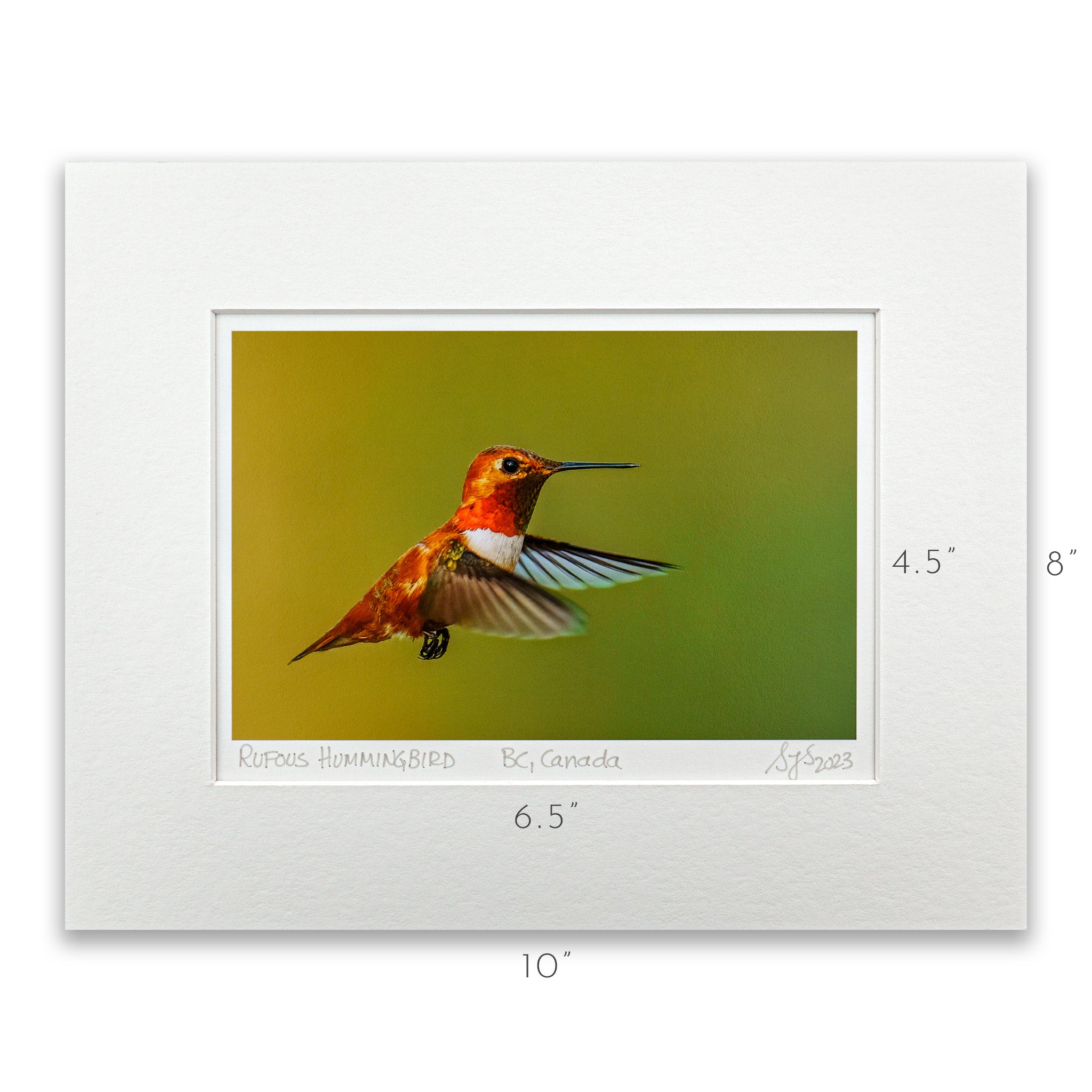 "Rufous Hummingbird in Flight II" Fine Art Giclée Print