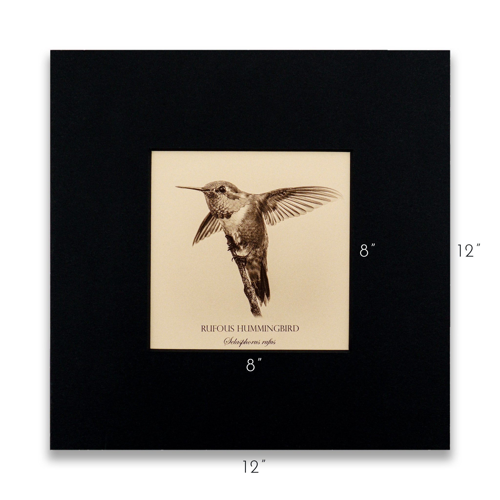"Rufous Hummingbird" Fine Art Giclée Print