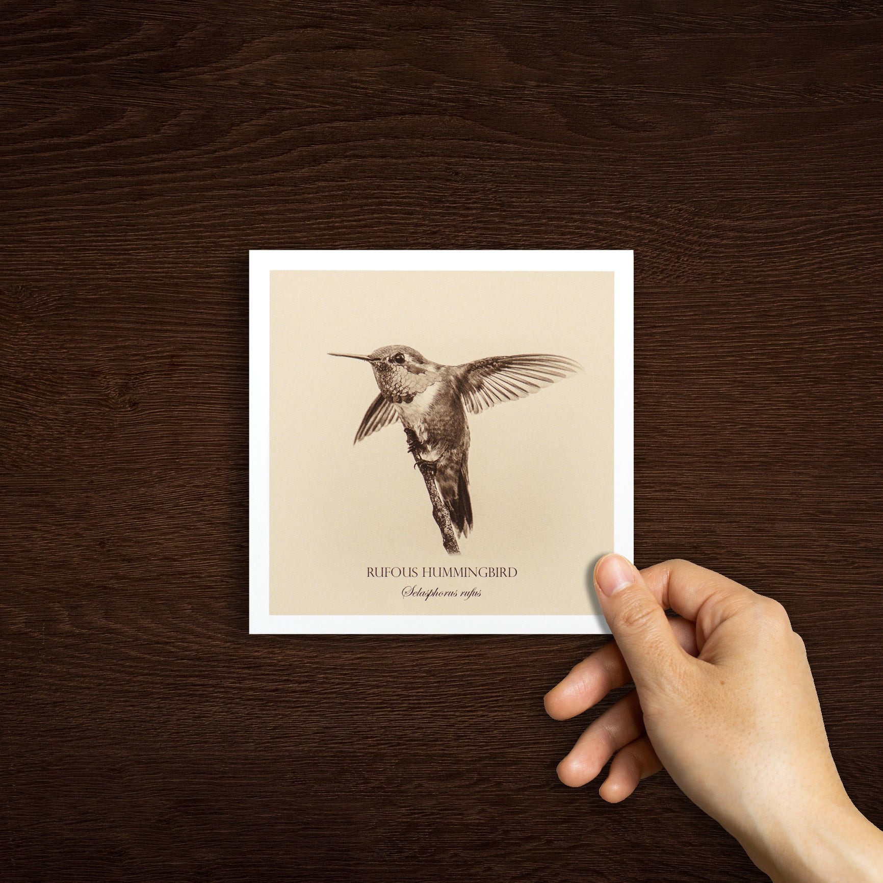 "Rufous Hummingbird" Fine Art Giclée Print