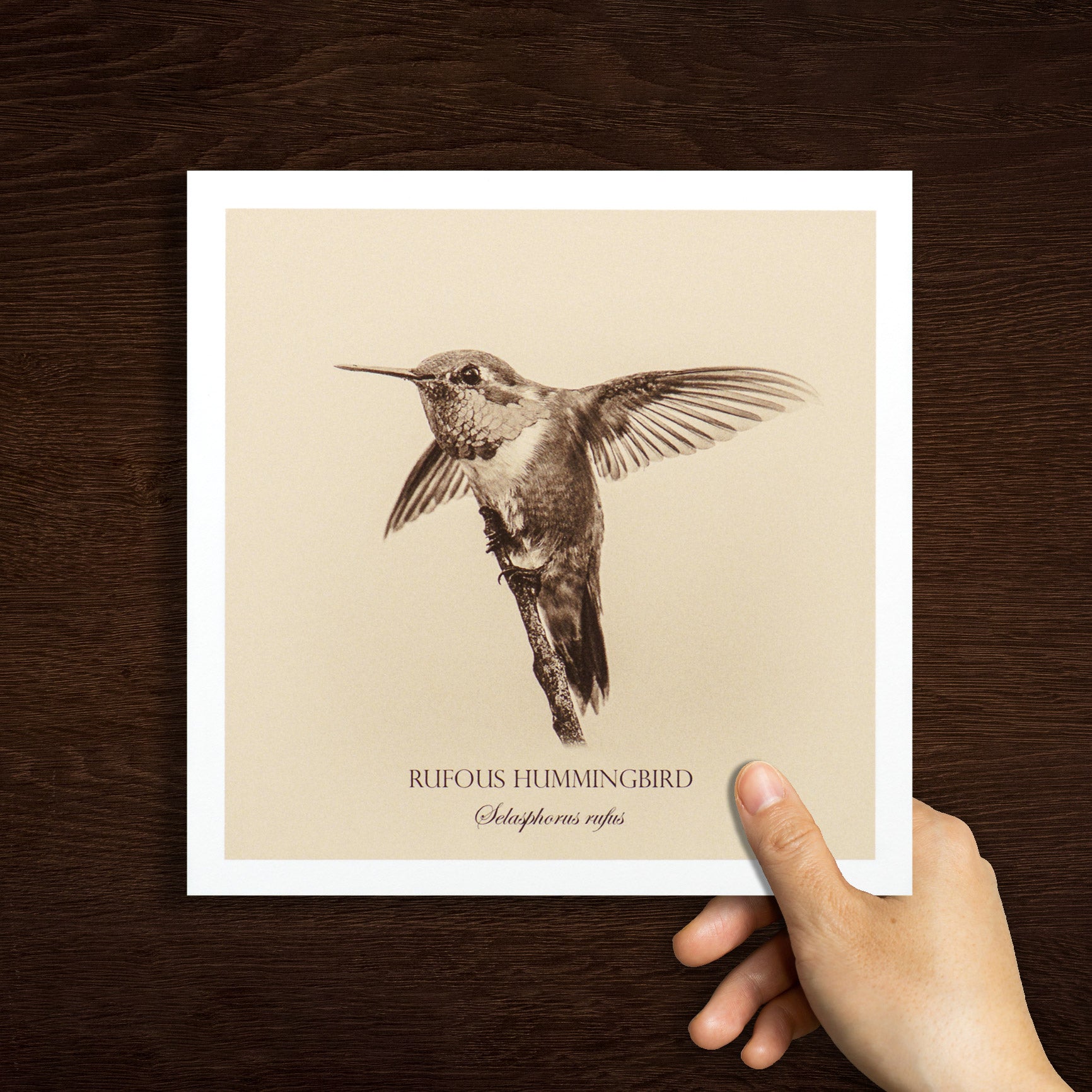 "Rufous Hummingbird" Fine Art Giclée Print