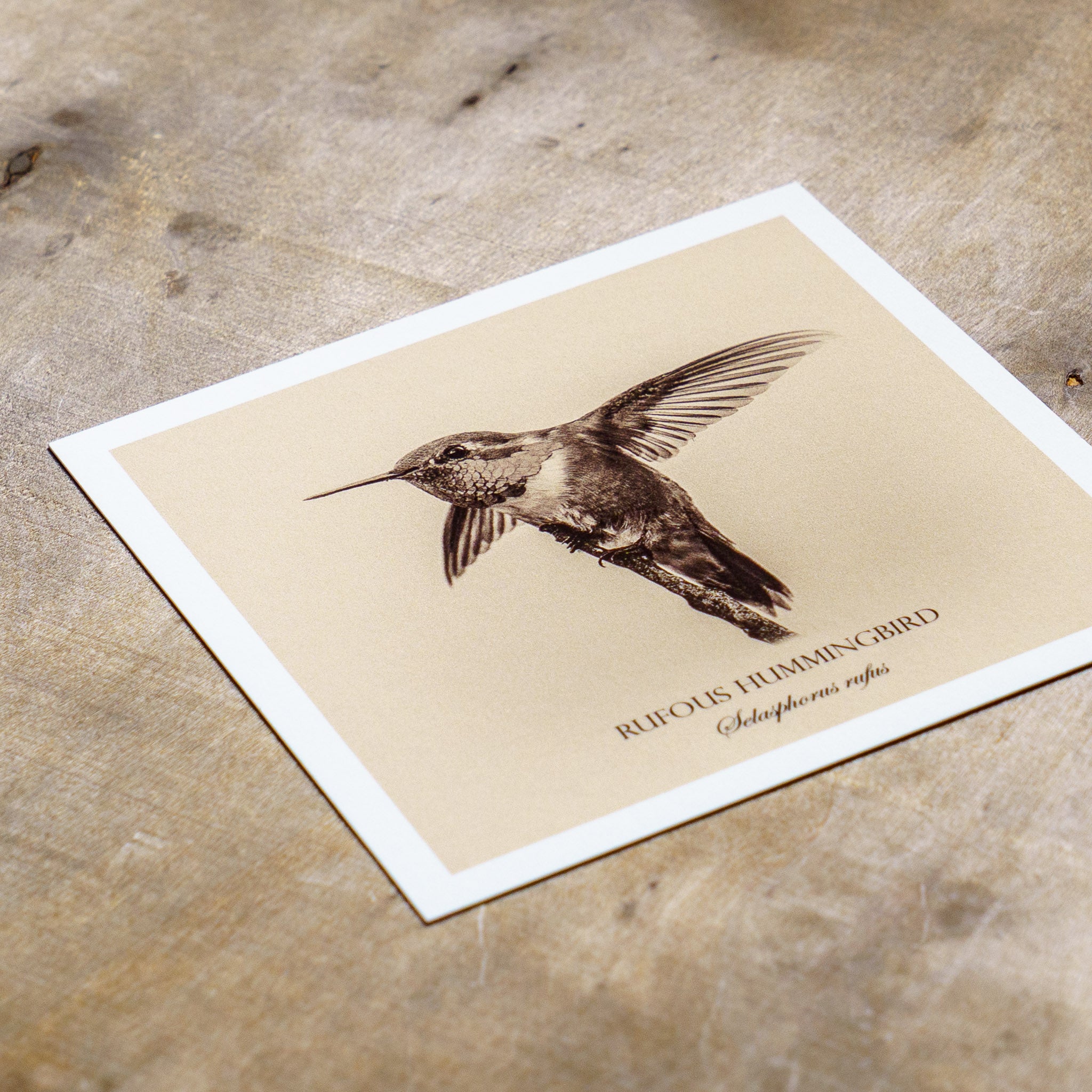 "Rufous Hummingbird" Fine Art Giclée Print
