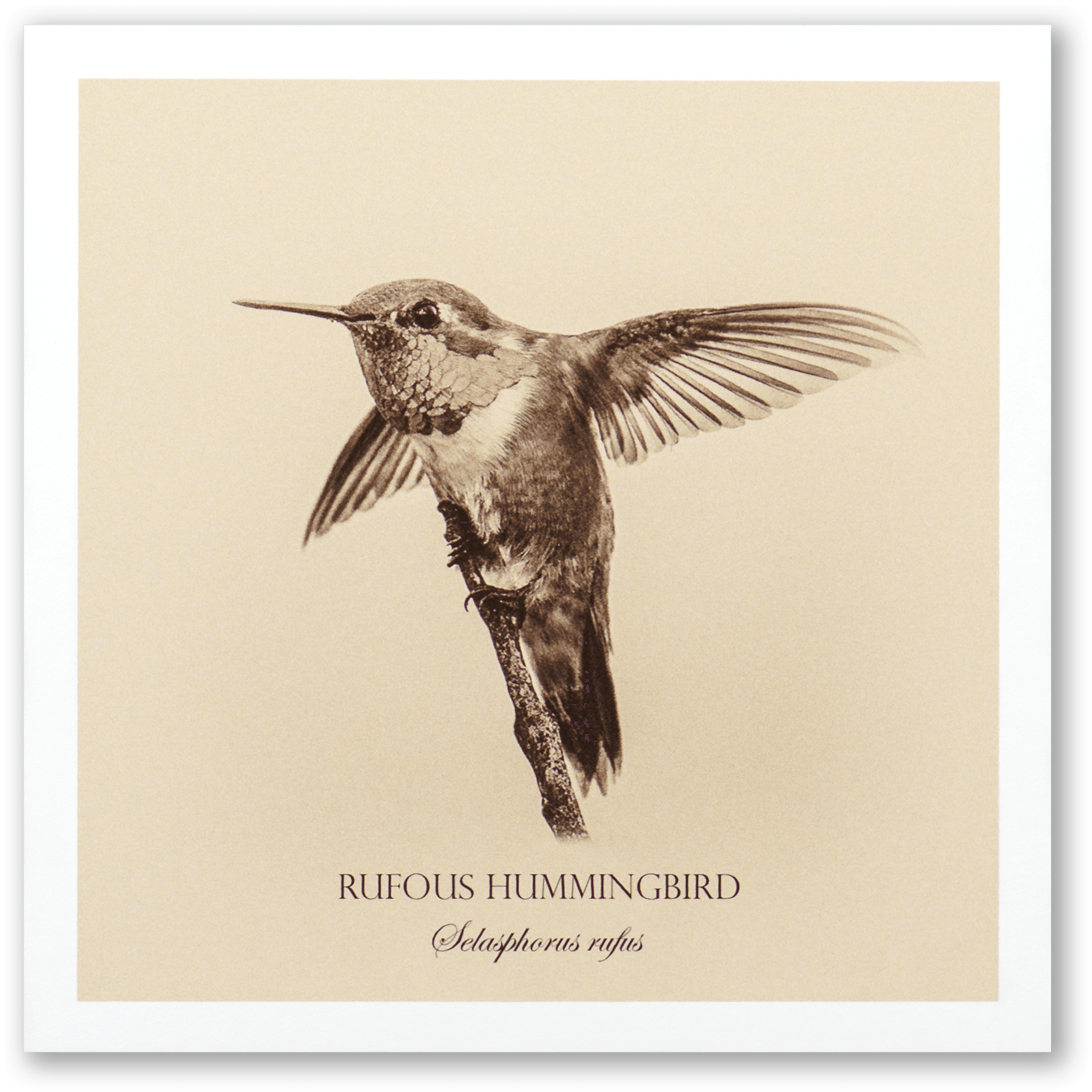 "Rufous Hummingbird" Fine Art Giclée Print