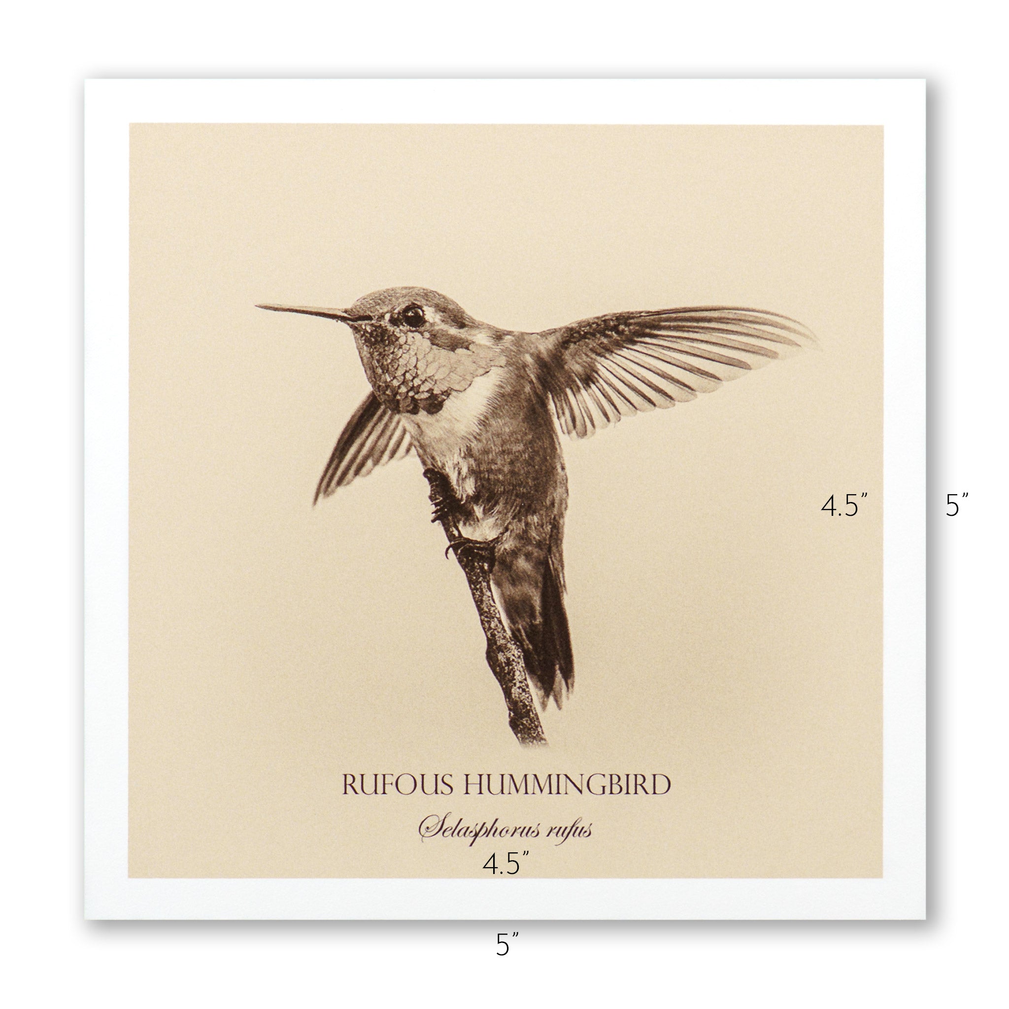 "Rufous Hummingbird" Fine Art Giclée Print