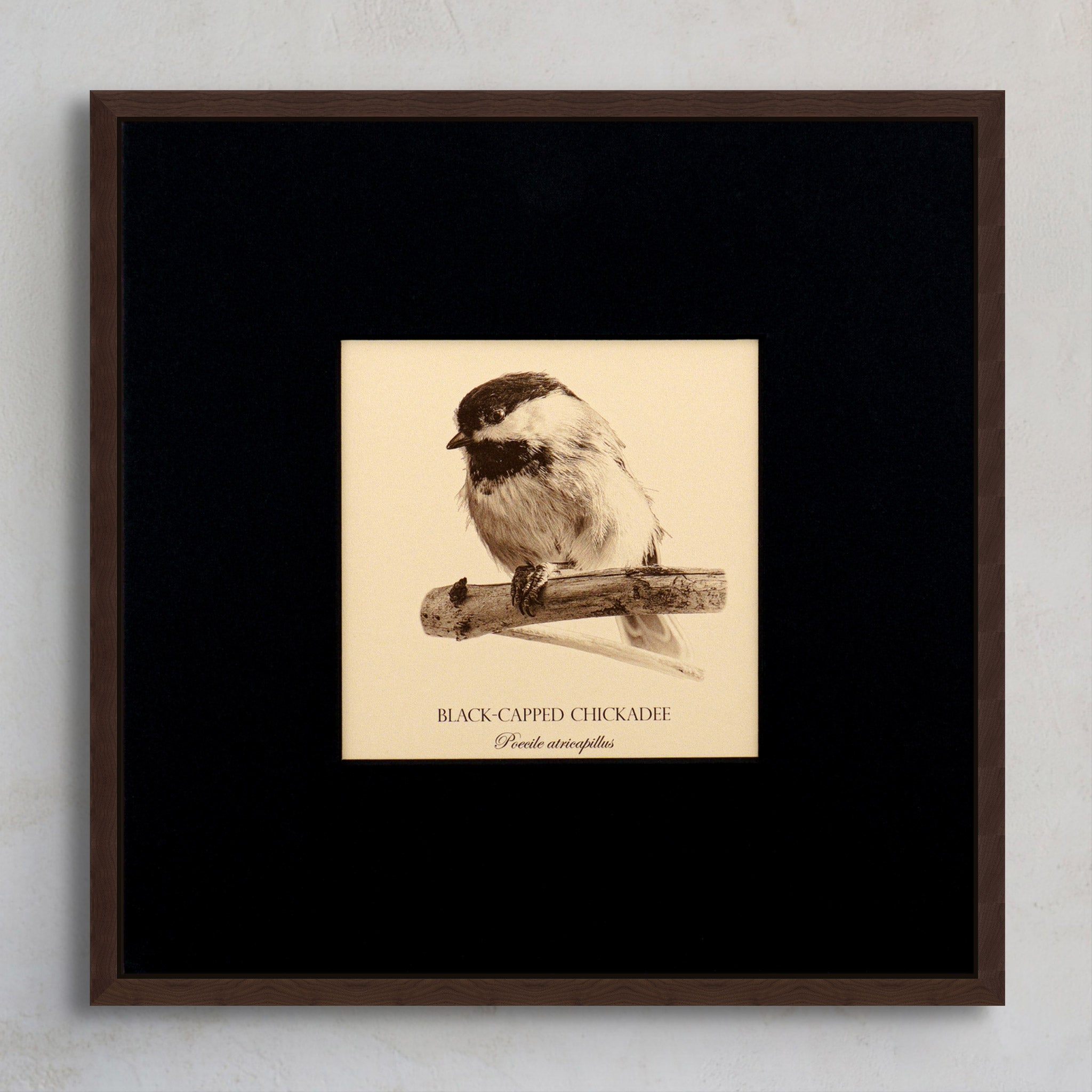 "Black-Capped Chickadee" Fine Art Giclée Print