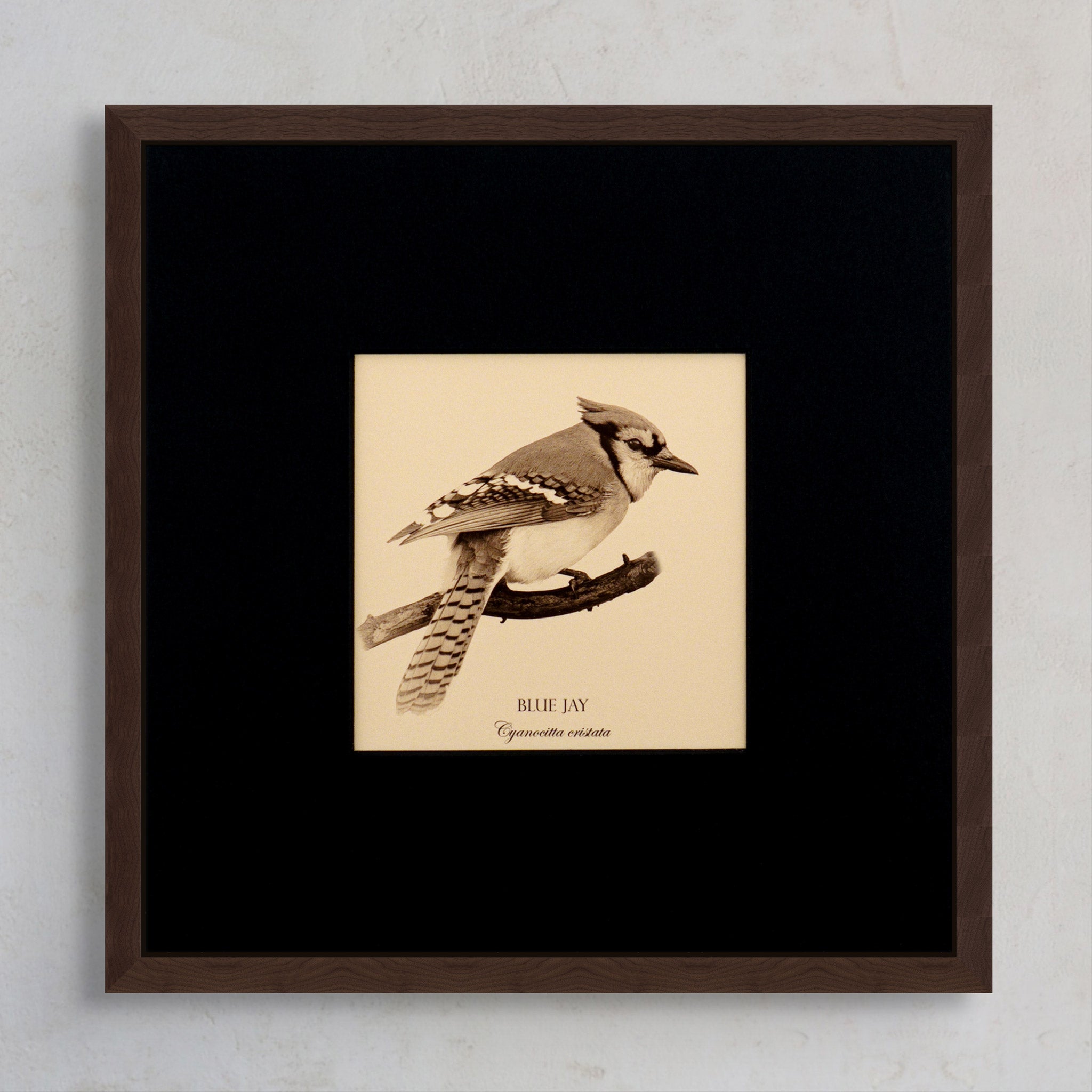 "Blue Jay" Fine Art Giclée Print