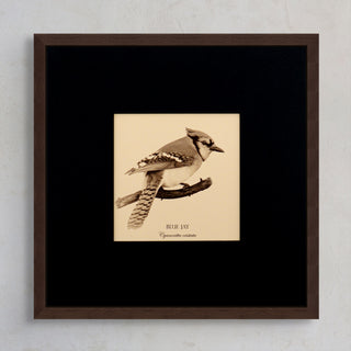 "Blue Jay" Fine Art Giclée Print