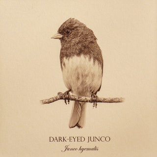 Close up of vintage style print of a dark-eyed junco showing bird detail and common and latin name