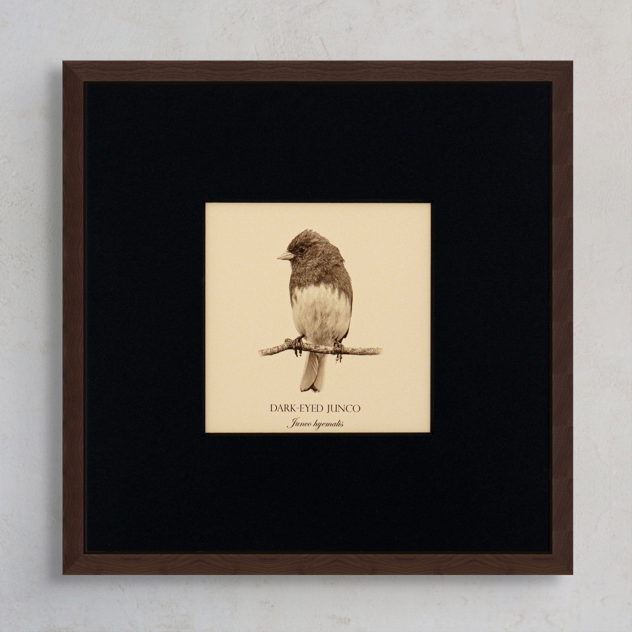 "Dark-Eyed Junco" Fine Art Giclée Print