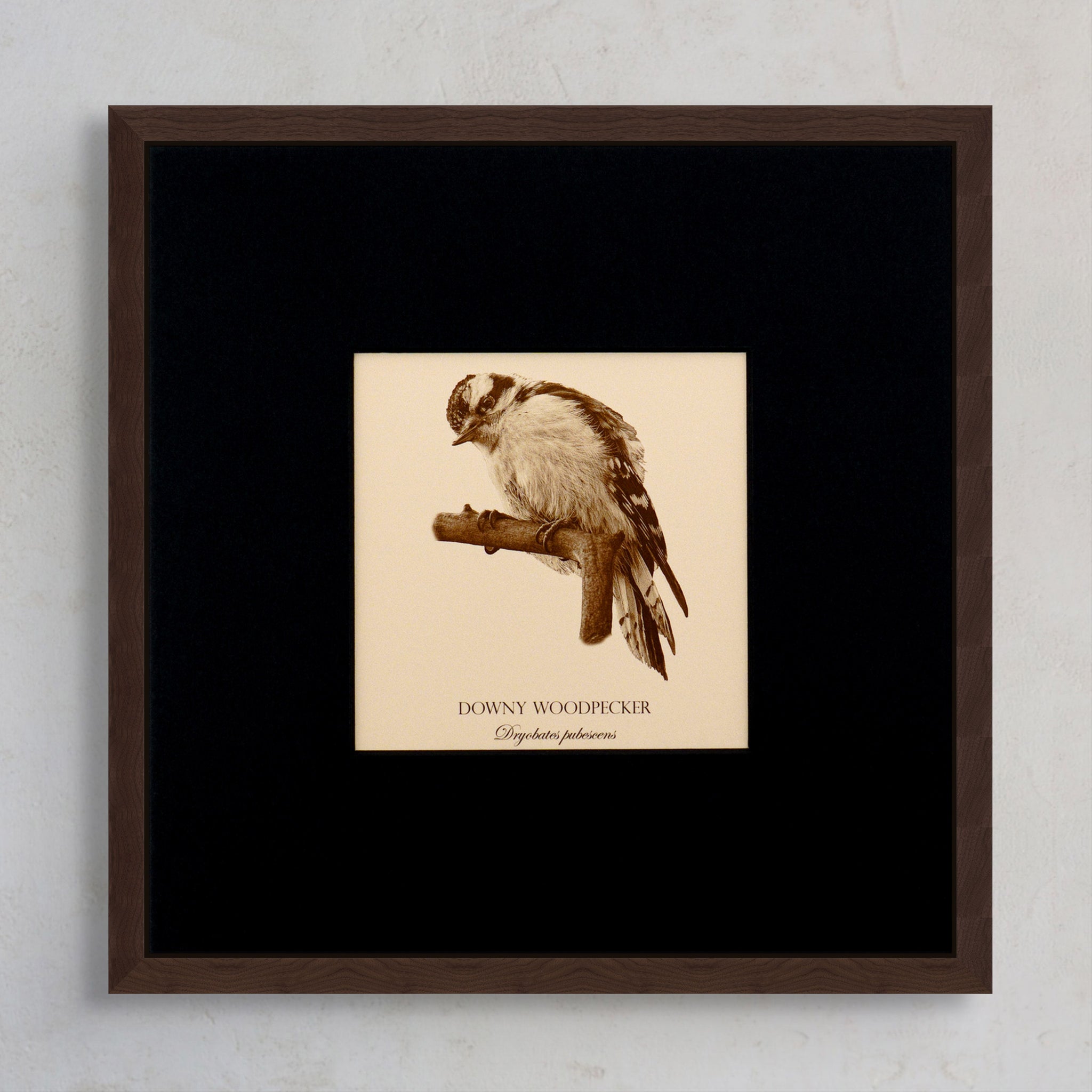 "Downy Woodpecker" Fine Art Giclée Print