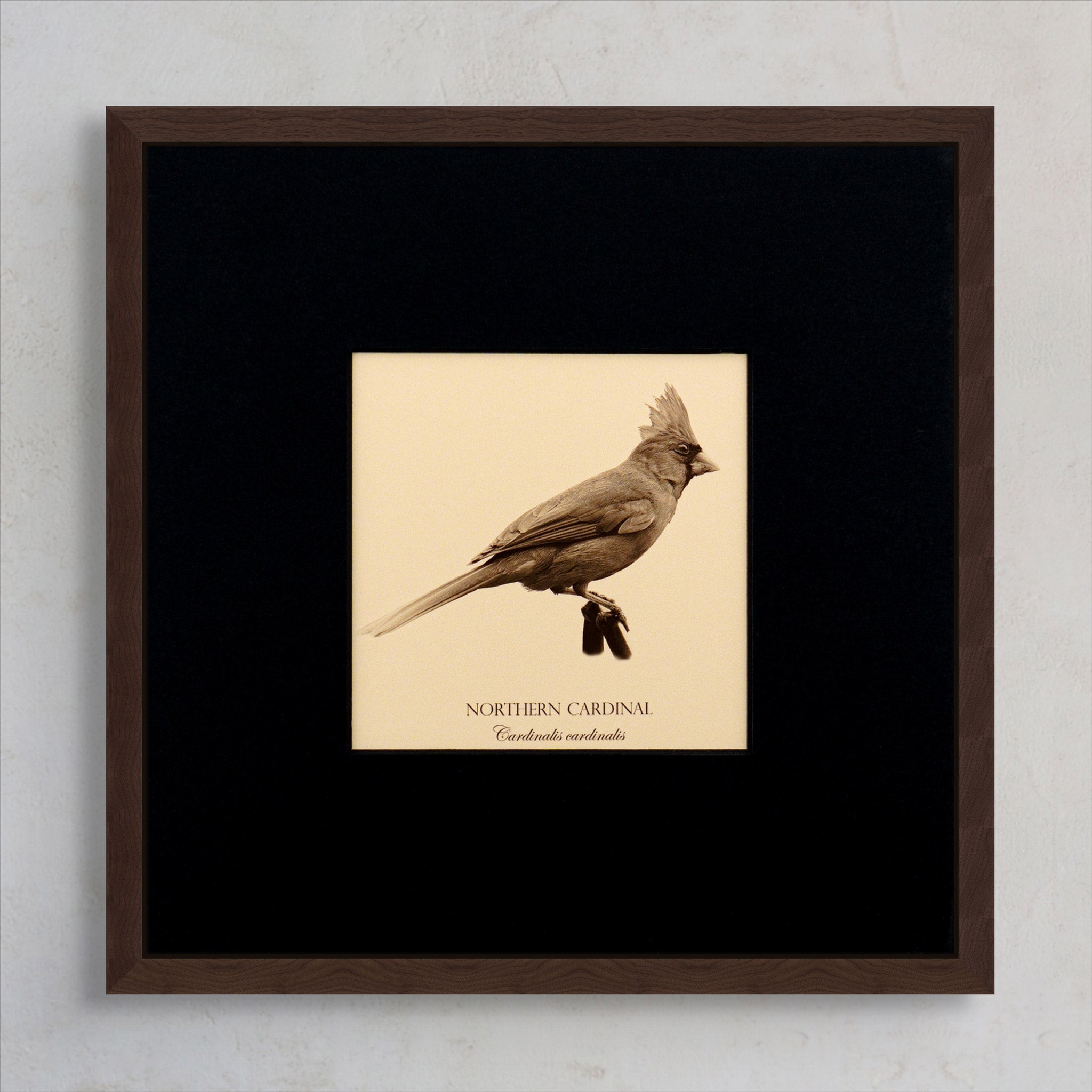 "Northern Cardinal" Fine Art Giclée Print