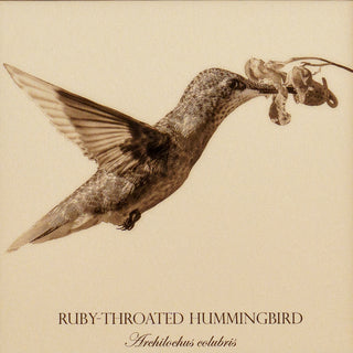 Close up of vintage style print of a ruby-throated hummingbird showing bird detail and common and latin name