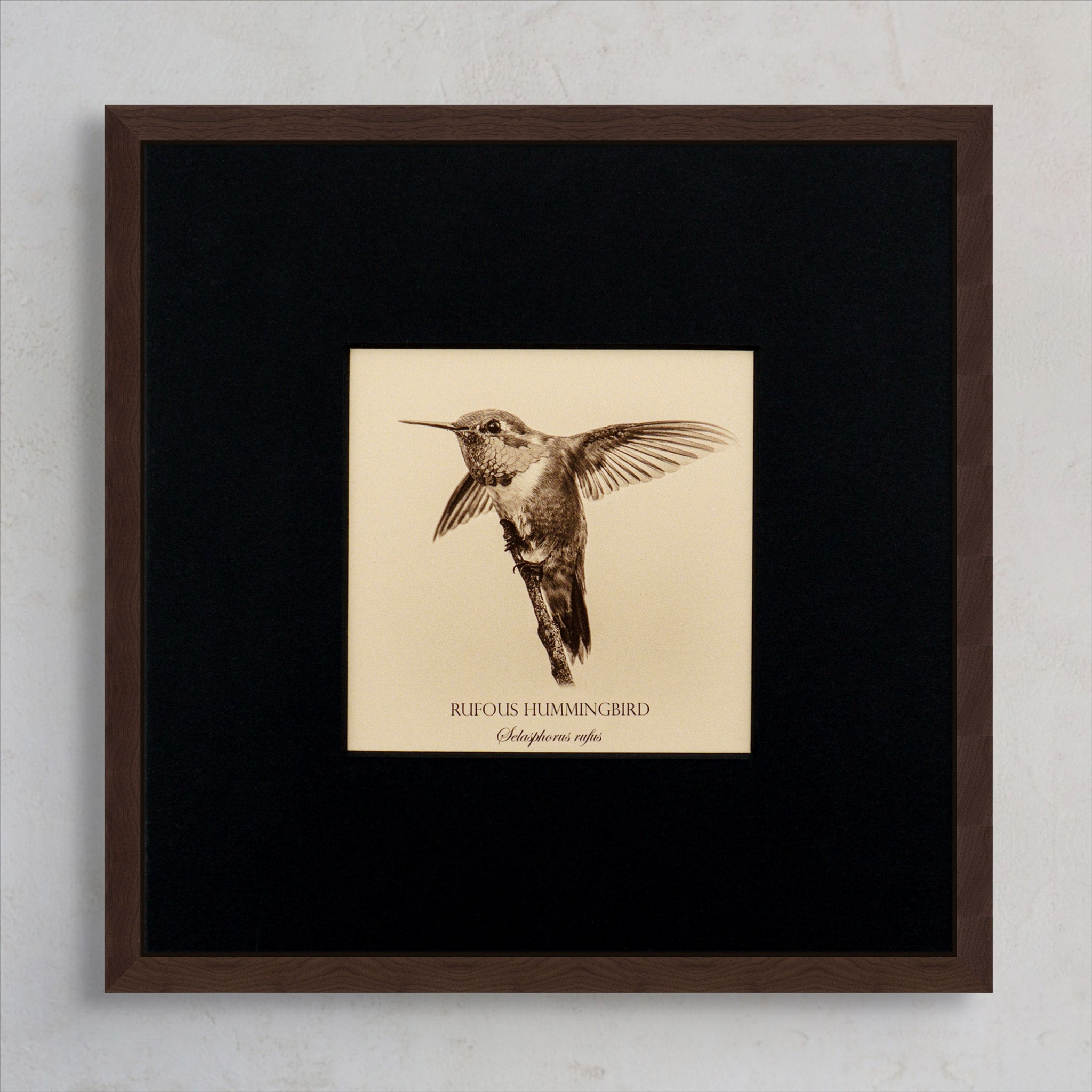 "Rufous Hummingbird" Fine Art Giclée Print