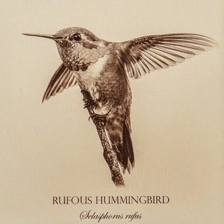Close up of vintage style print of a rufous hummingbird showing bird detail and common and latin name