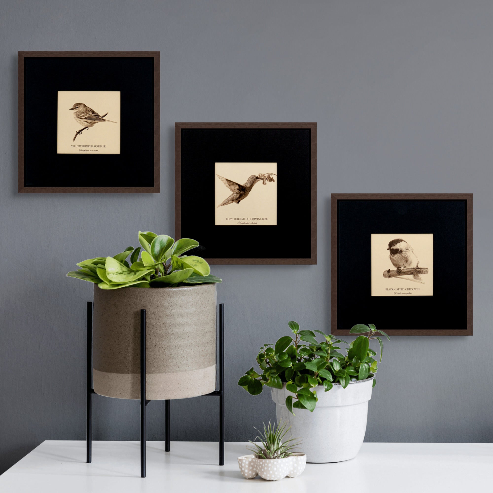 "Yellow-Rumped Warbler" Fine Art Giclée Print