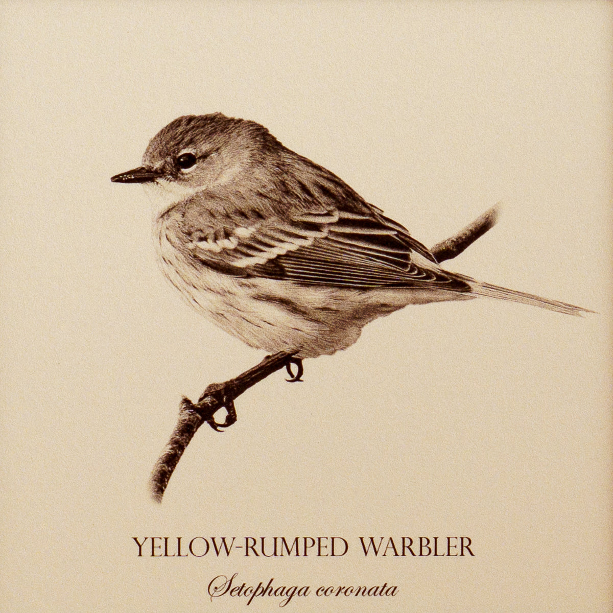 "Yellow-Rumped Warbler" Fine Art Giclée Print