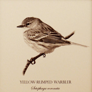 Close up of vintage style print of a yellow-rumped warbler showing bird detail and common and latin name