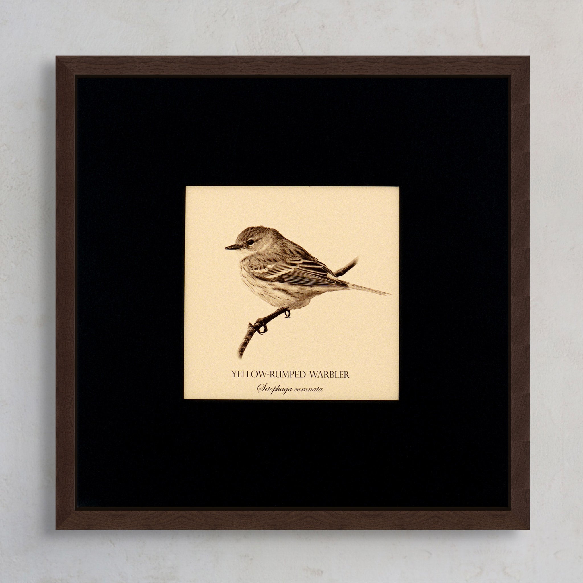 "Yellow-Rumped Warbler" Fine Art Giclée Print
