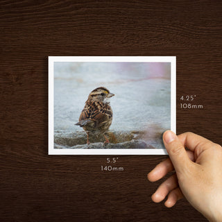 "White-Throated Sparrow in Fall" Handmade Fine Art Card