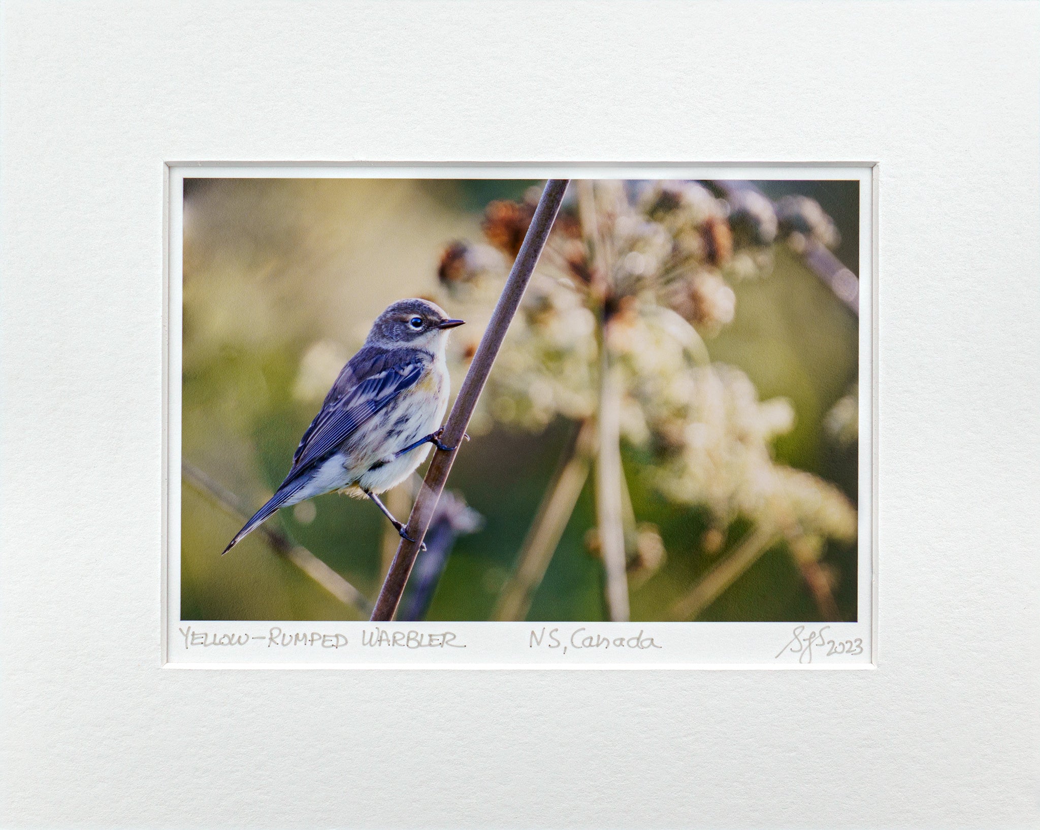 "Yellow-Rumped Warbler" Fine Art Giclée Print