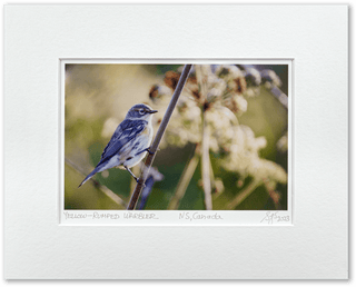 "Yellow-Rumped Warbler" Fine Art Giclée Print