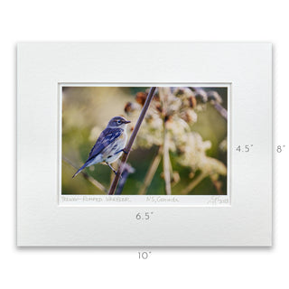 "Yellow-Rumped Warbler" Fine Art Giclée Print