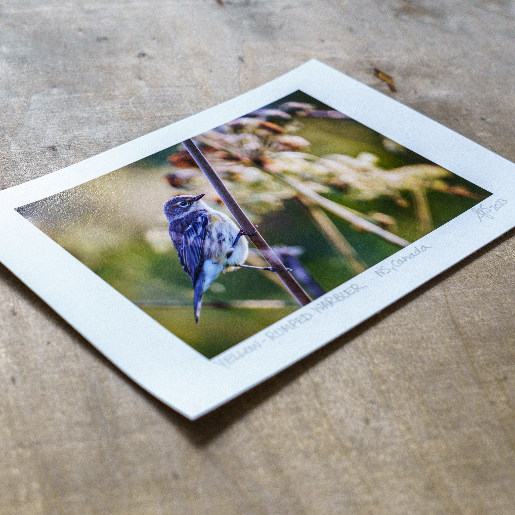 Angled view unmatted signed colour giclee print of wildlife photograph yellow-rumped-warbler lying flat wooden surface