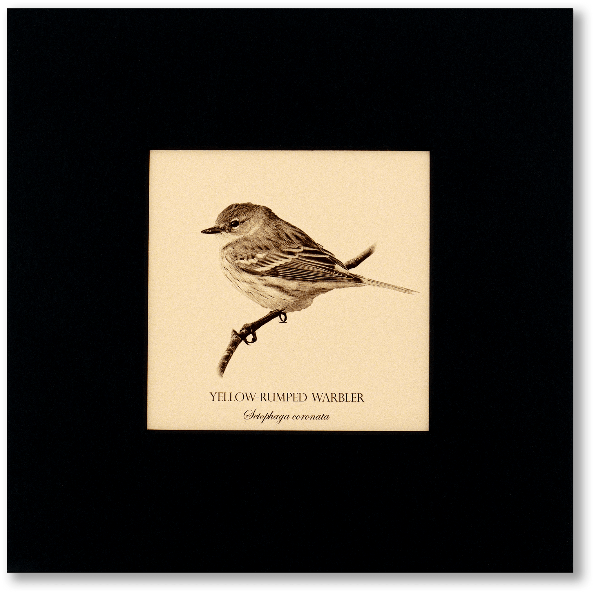 "Yellow-Rumped Warbler" Fine Art Giclée Print
