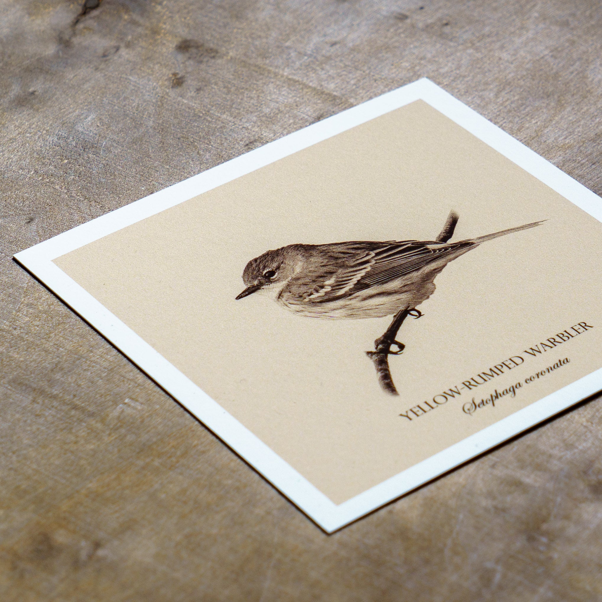 "Yellow-Rumped Warbler" Fine Art Giclée Print