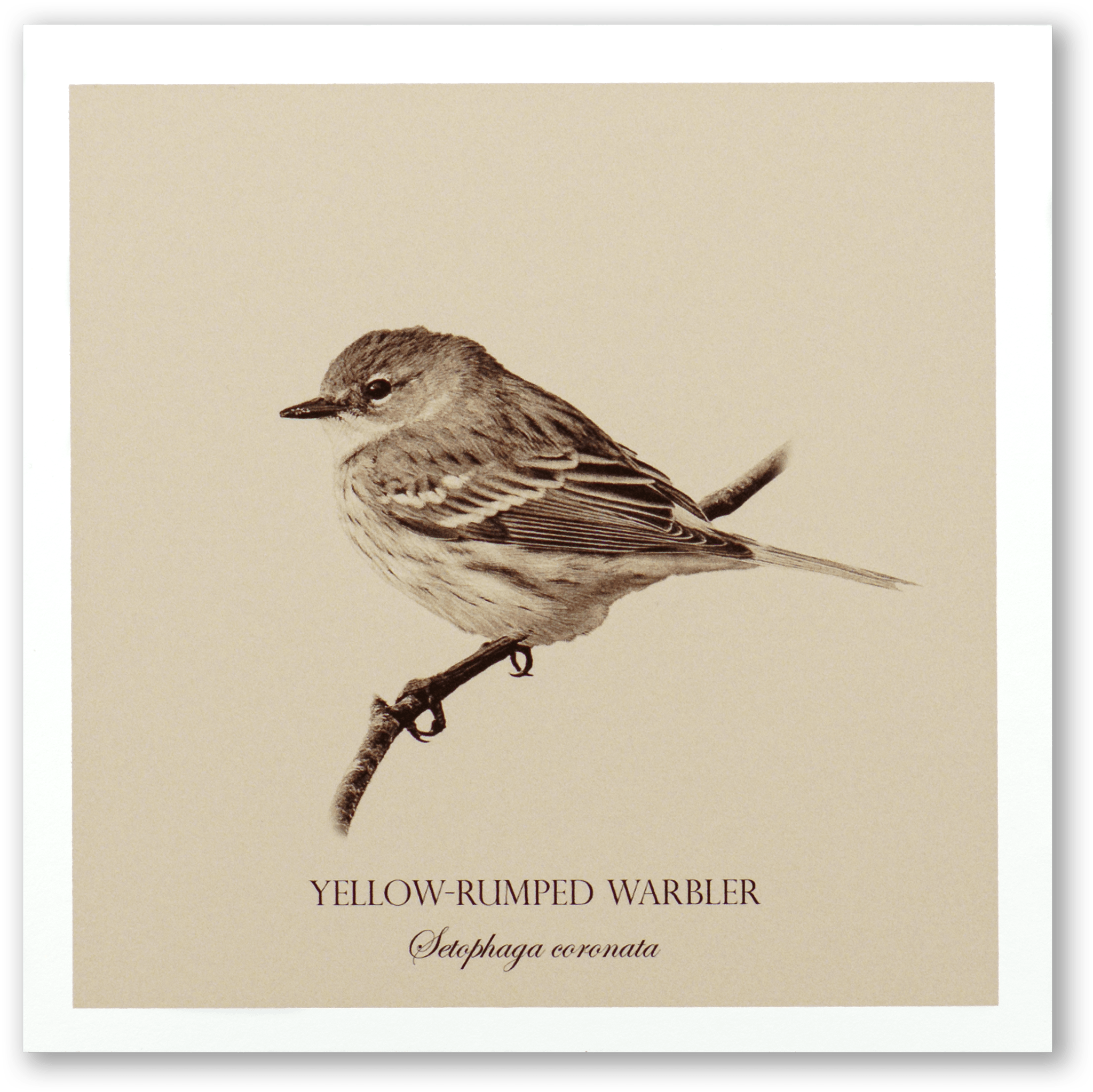 "Yellow-Rumped Warbler" Fine Art Giclée Print