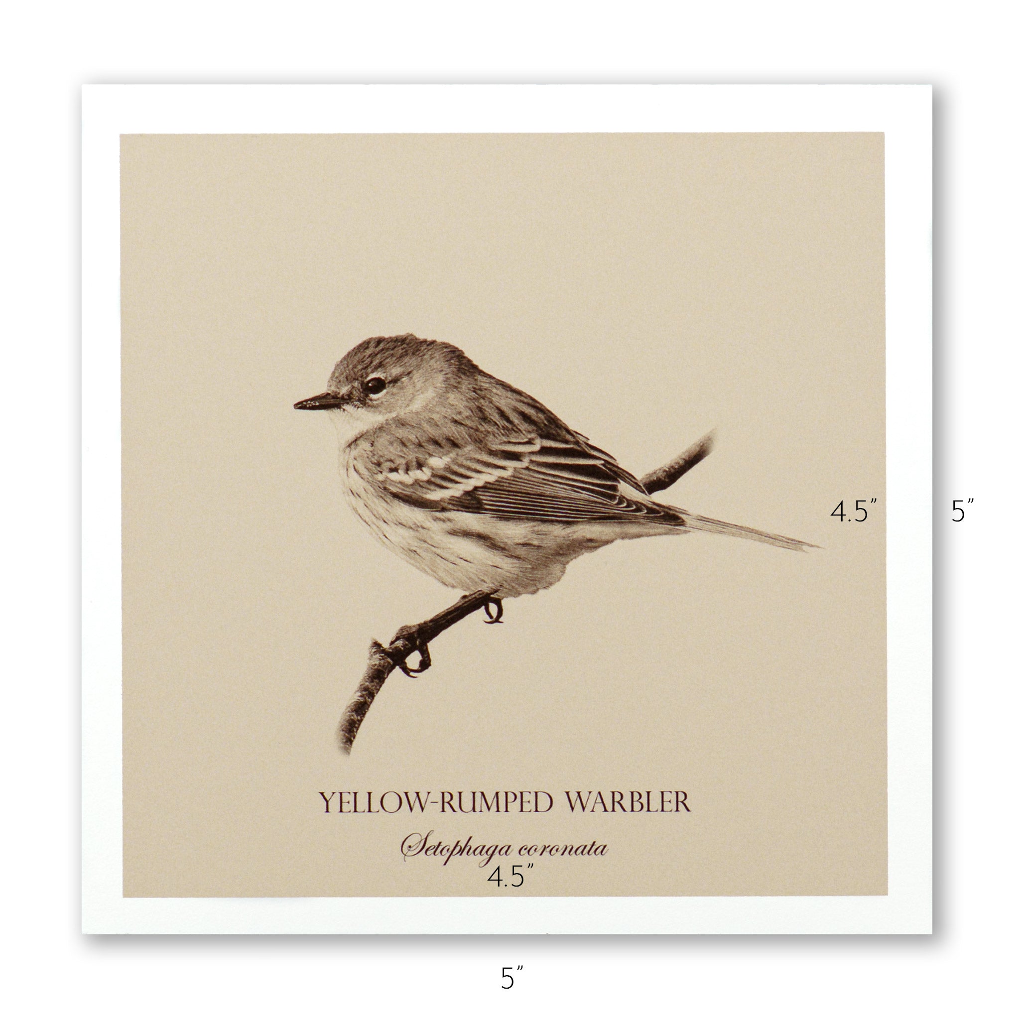 "Yellow-Rumped Warbler" Fine Art Giclée Print