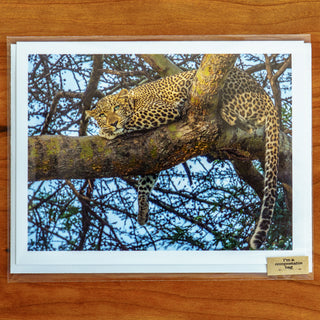 Notecard printed with a photograph of an African leopard in an acacia tree shown in transparent compostable packaging