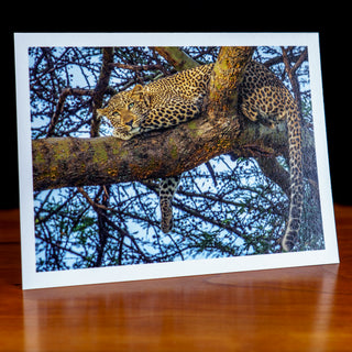 Angled view of a handmade notecard printed with a wildlife photograph of an African leopard resting in an acacia tree