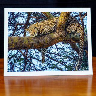 Front of a handmade notecard printed with a wildlife photograph of an African leopard resting on an acacia tree branch