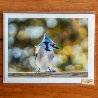 Notecard printed with a photograph of a blue jay and fall colours background shown in transparent compostable packaging