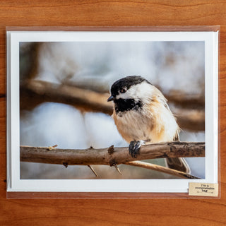 Notecard printed with a photograph of a chickadee perched on a tree branch shown in transparent compostable packaging