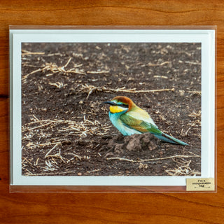 Notecard printed with a photograph of a European bee-eater sitting on the ground shown in transparent compostable packaging