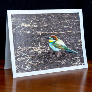Angled view of a handmade notecard printed with a wildlife photograph of a colourful European bee-eater sitting on the ground