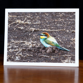 Front of a handmade notecard printed with a wildlife photograph of a colourful European bee-eater sitting on the ground