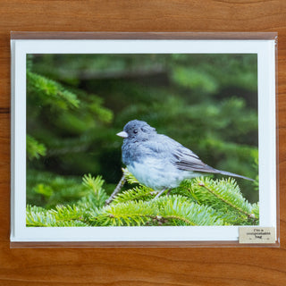 Notecard printed with a photograph of dark-eyed junco perched in an evergreen tree shown in transparent compostable packaging