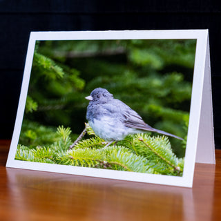 Angled view of a handmade notecard printed with a wildlife photograph of a dark-eyed junco perched in an evergreen tree