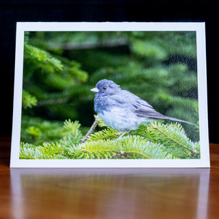 Front of a handmade notecard printed with a wildlife photograph of a dark-eyed junco perched in an evergreen tree