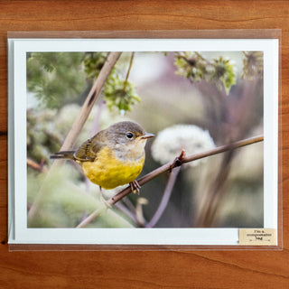 Notecard printed with a photograph of a mourning warbler in brushy vegetation shown in transparent compostable packaging
