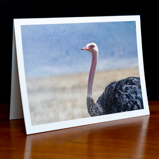 Angled view of a handmade notecard printed with a wildlife photograph of a common ostrich with dry grass in the background